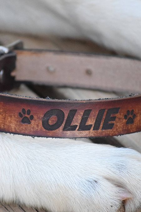 20 Cool Dog Collars - Best Useful and 