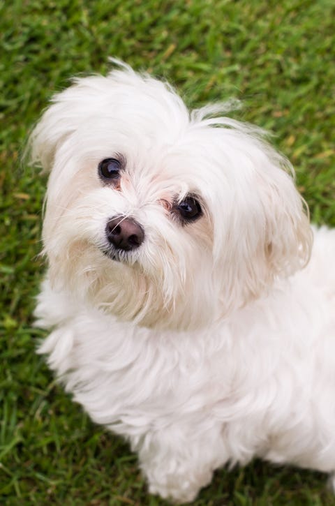 maltese