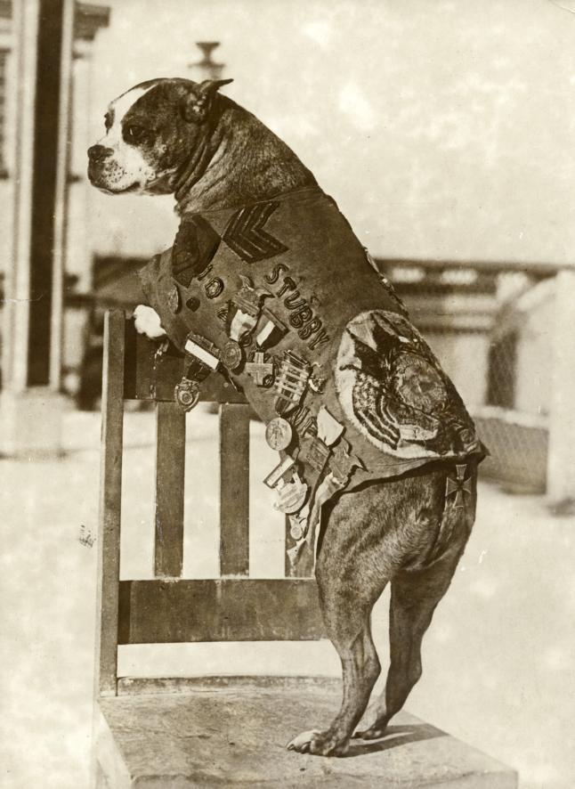 sergeant stubby