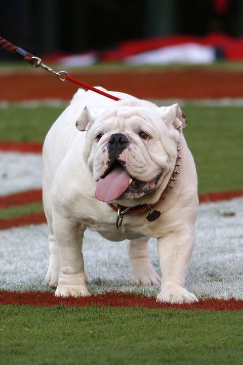 uga the georgia bulldog mascot