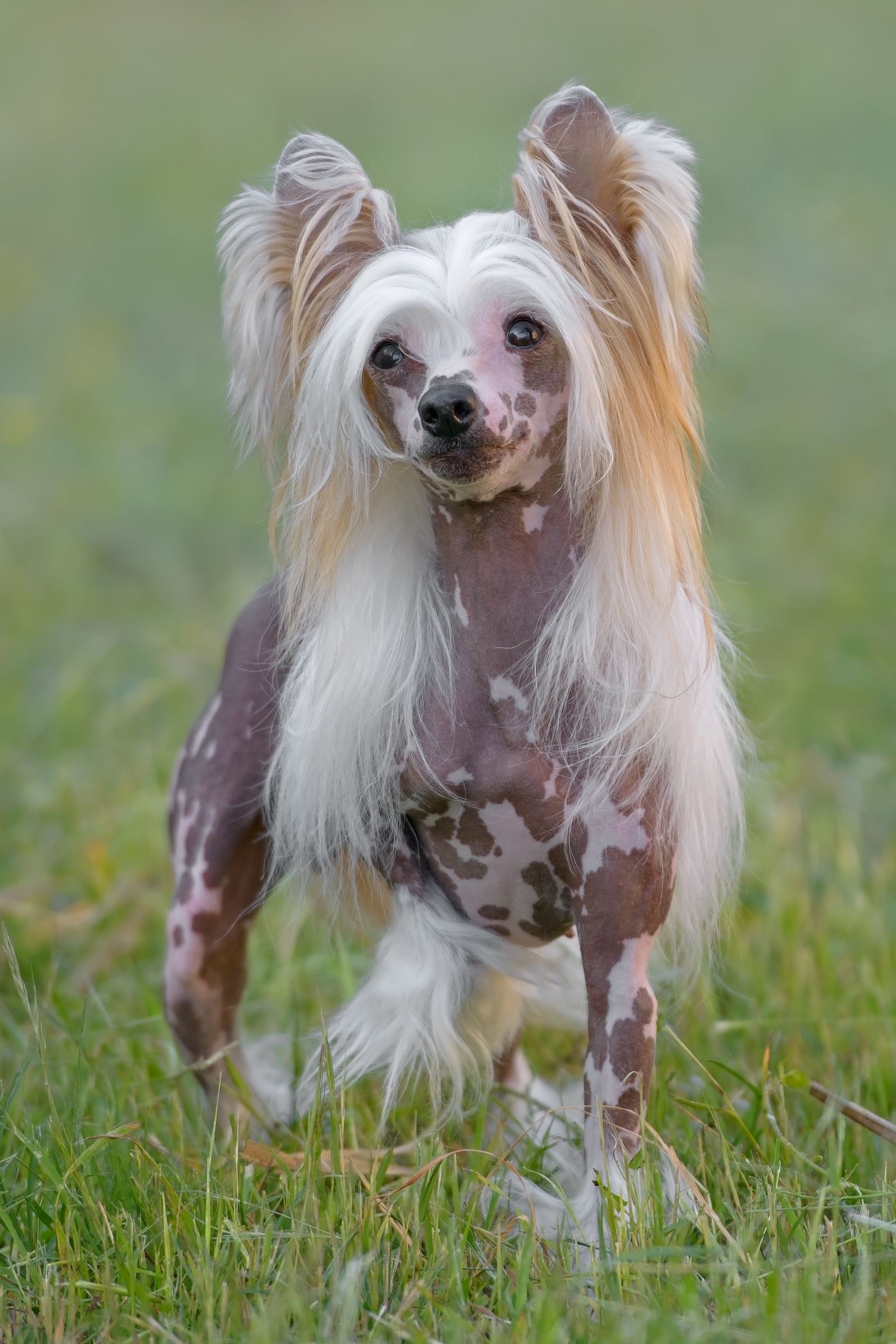 best miniature dog breeds