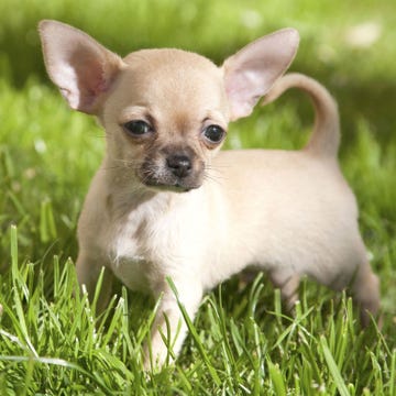 chihuahua