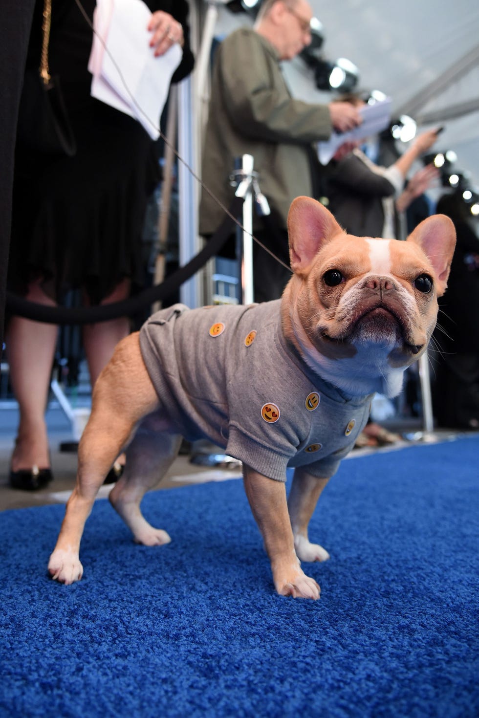 Dog, Mammal, Vertebrate, Dog breed, Canidae, Conformation show, French bulldog, Bulldog, Companion dog, Snout, 