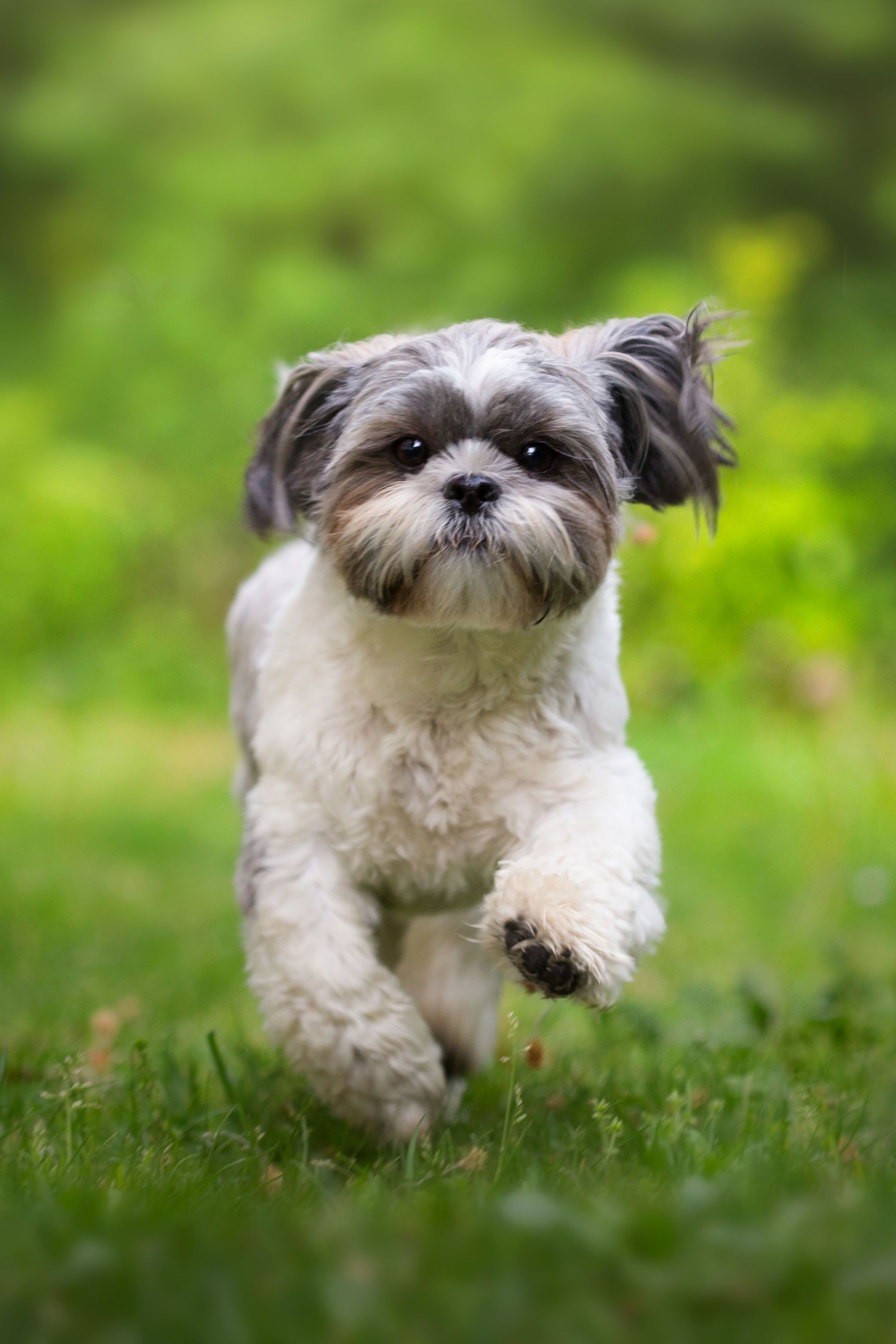 top toy dog breeds