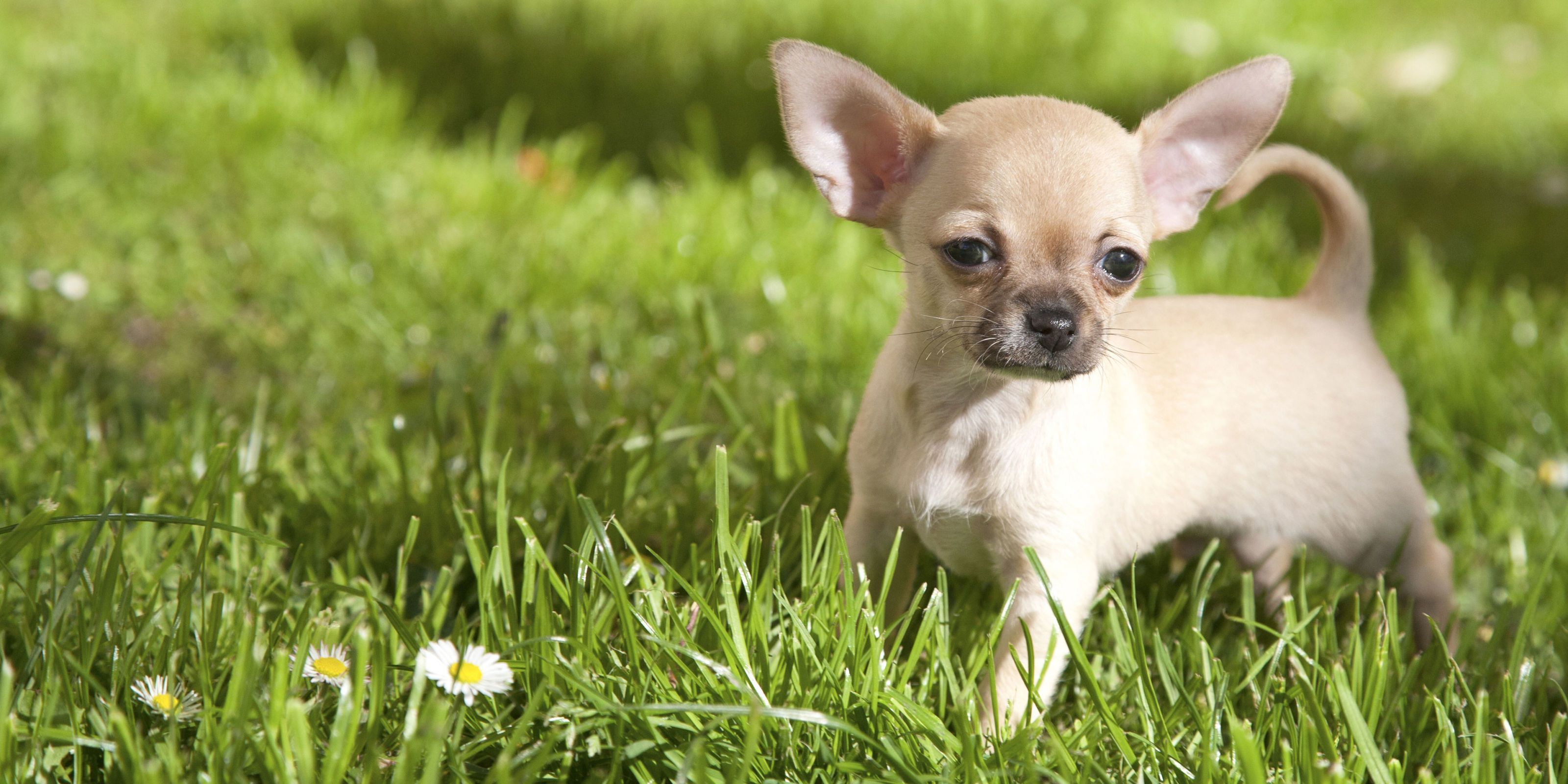 types of miniature dogs