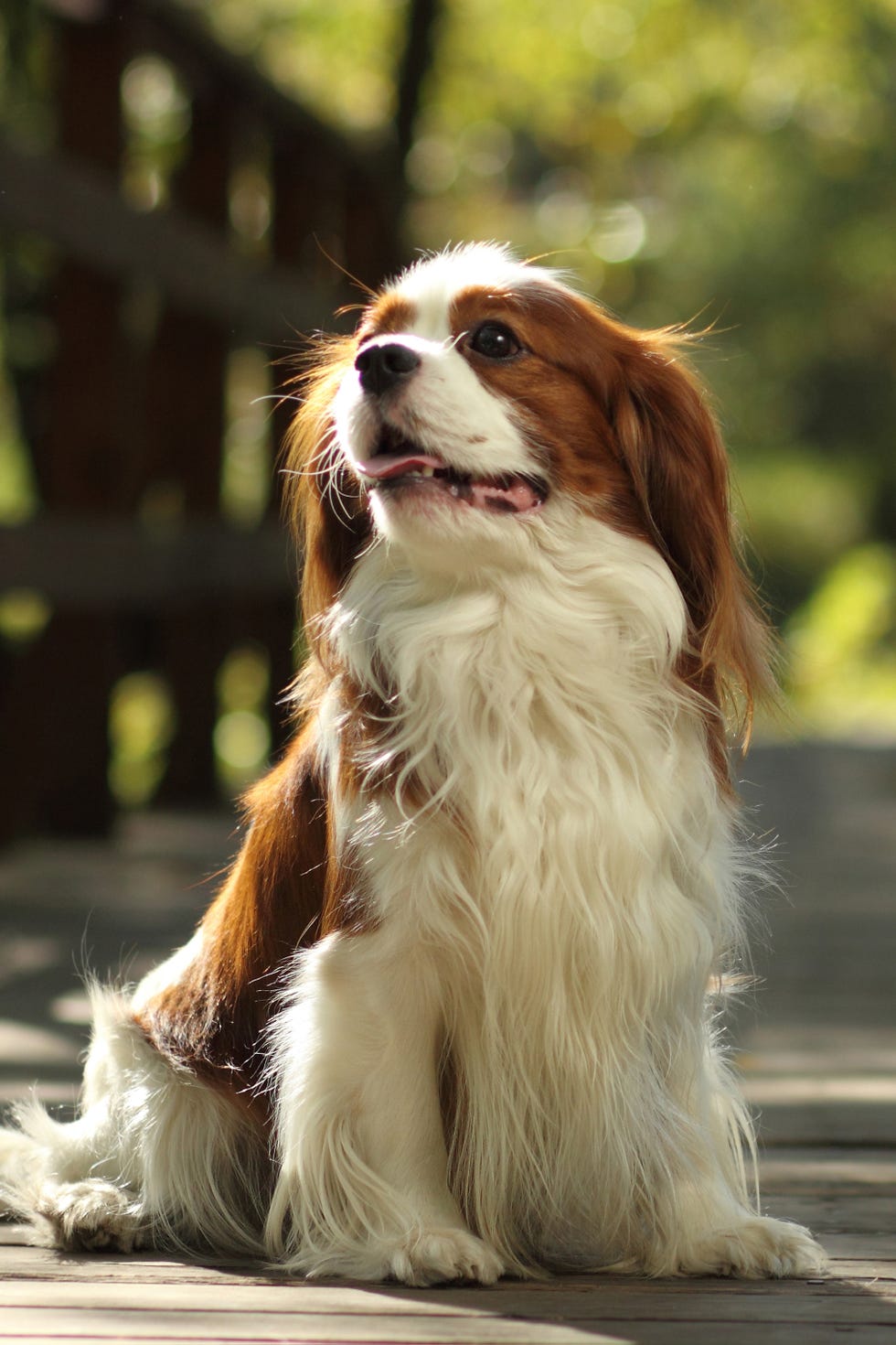 cavalier king charles spaniel
