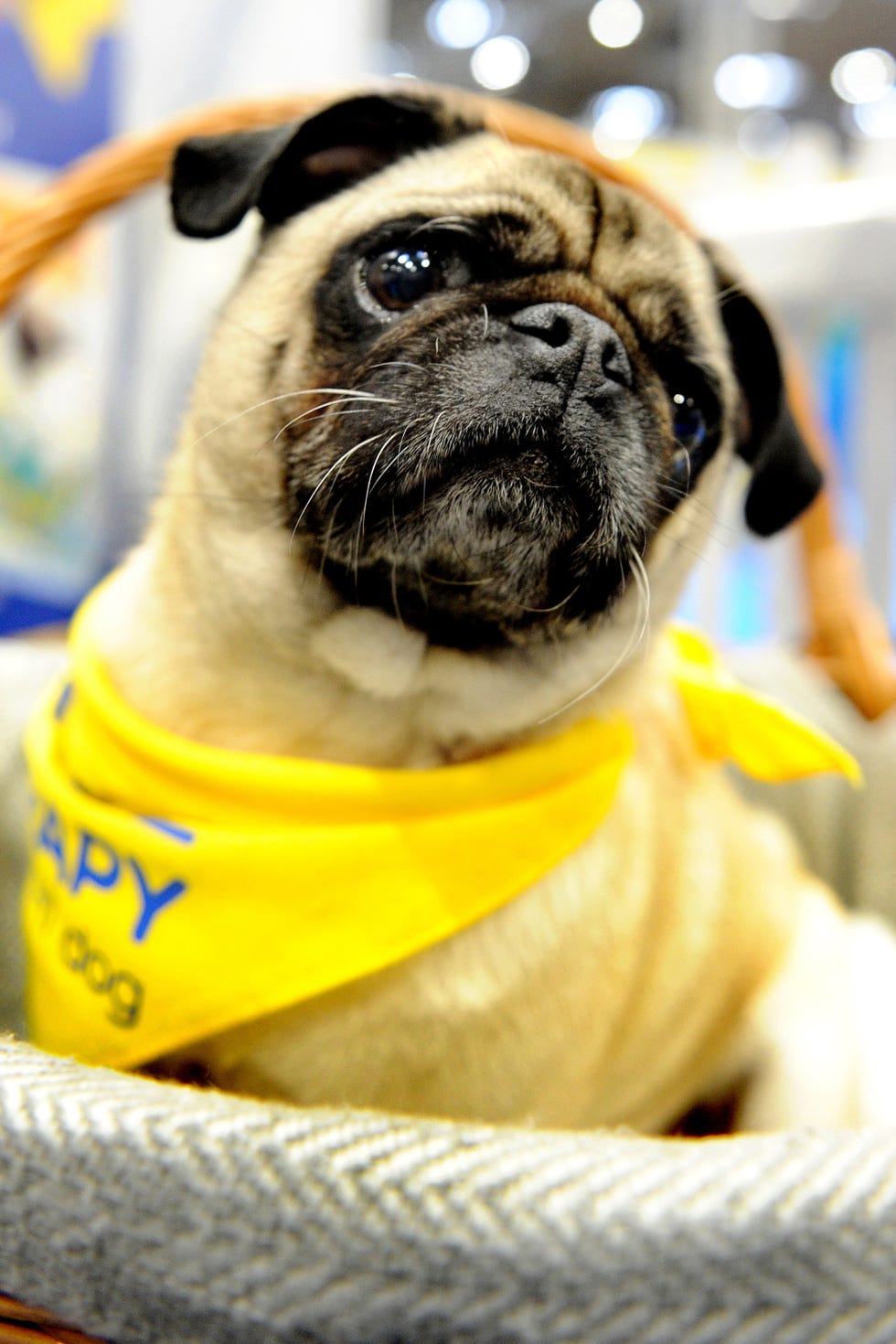Pug, Dog, Canidae, Dog breed, Snout, Companion dog, Puppy, Carnivore, Eye, Fawn, 