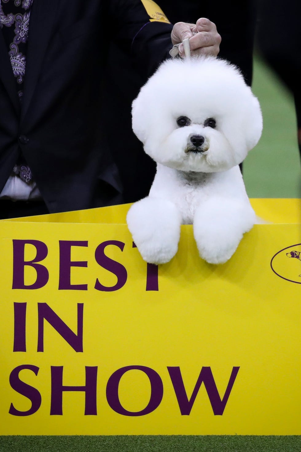 flynn westminster dog show