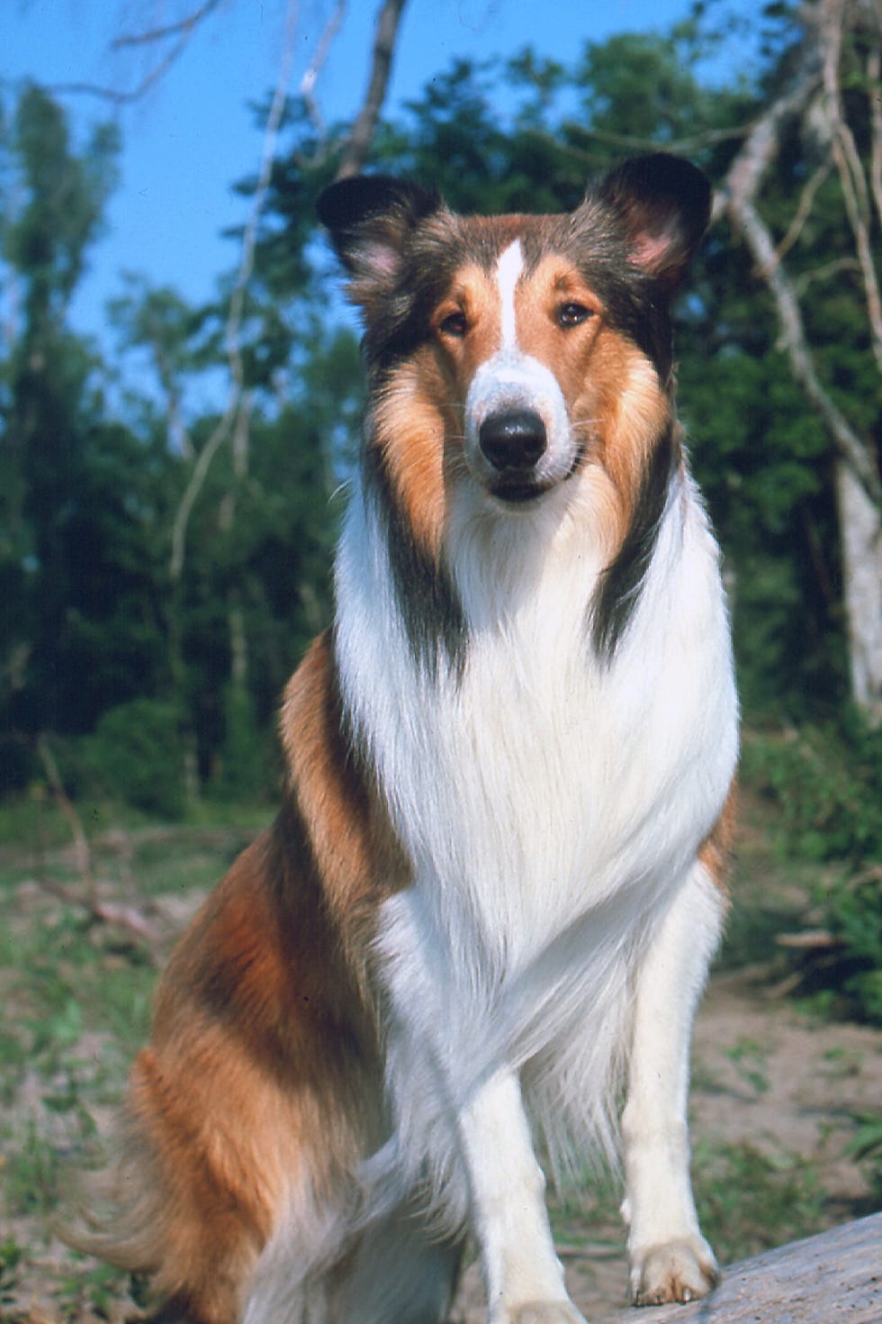 lassie