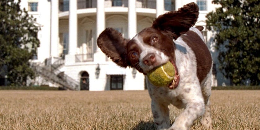What movie is youre the man now dog from