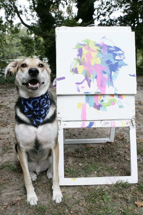 sam the painting dog