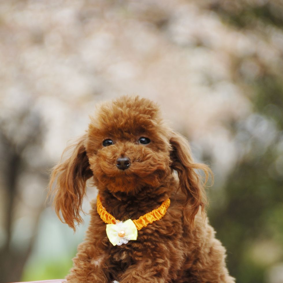 21 Best Toy Dog Breeds — Best Minature Dogs for Families