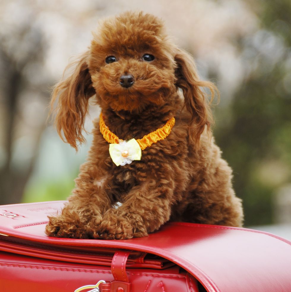 21 Best Toy Dog Breeds Minature