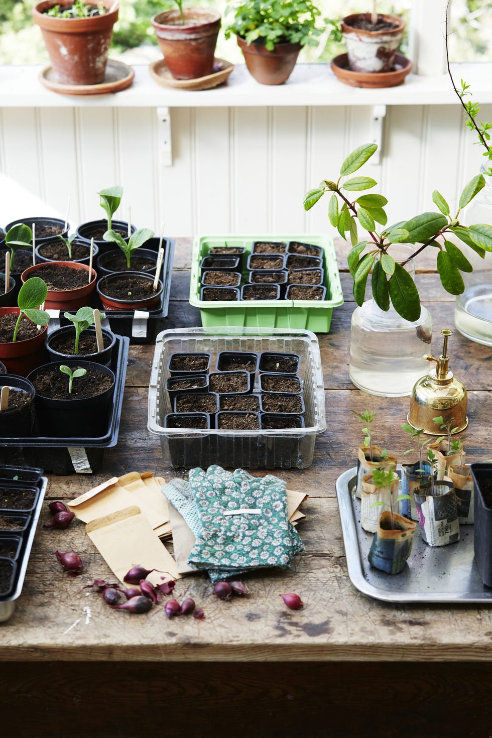 houseplant, herb, plant, flowerpot, brunch, table, flower, food,