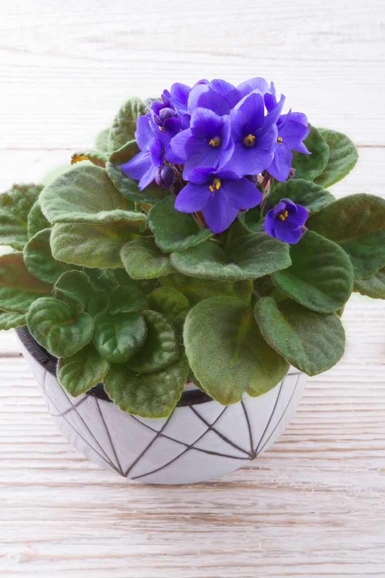 25 Easy Houseplants - Easy To Care For Indoor Plants