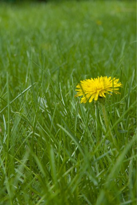 How to stop weeds from growing naturally