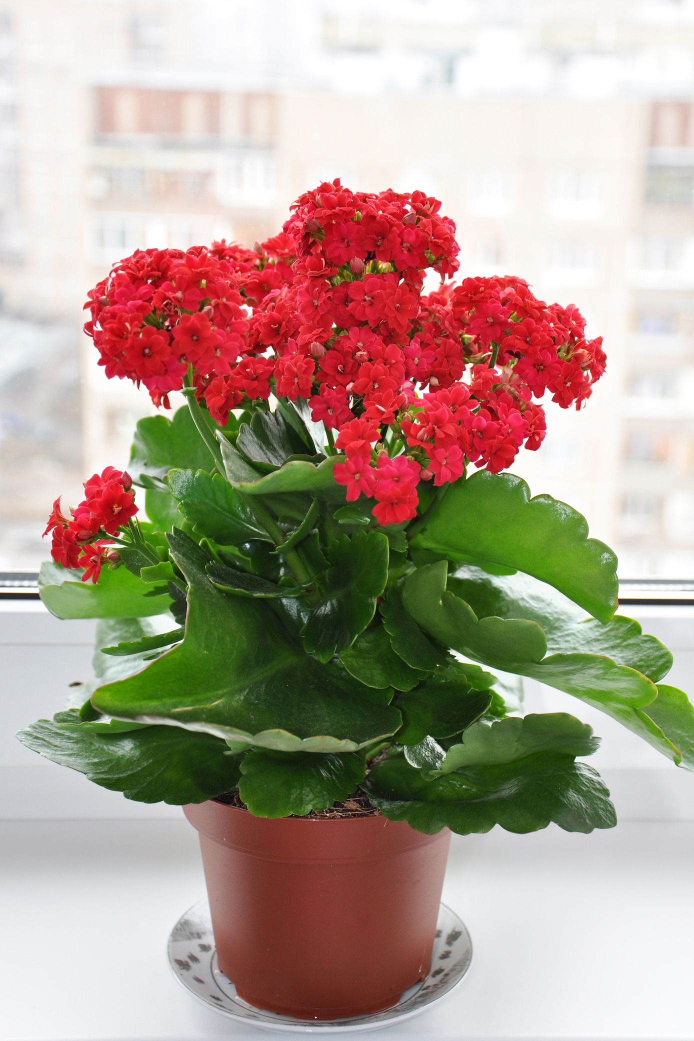 25 Easy Houseplants To Care For Indoor Plants