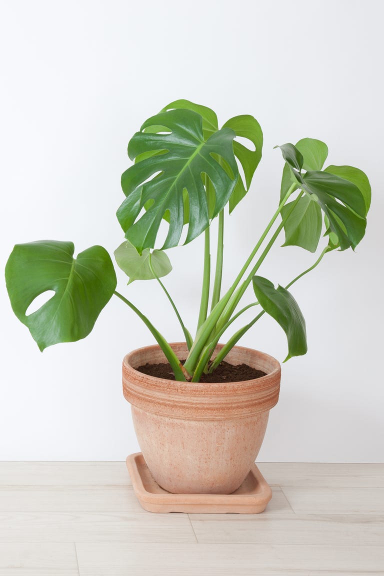 15 Poisonous Plants