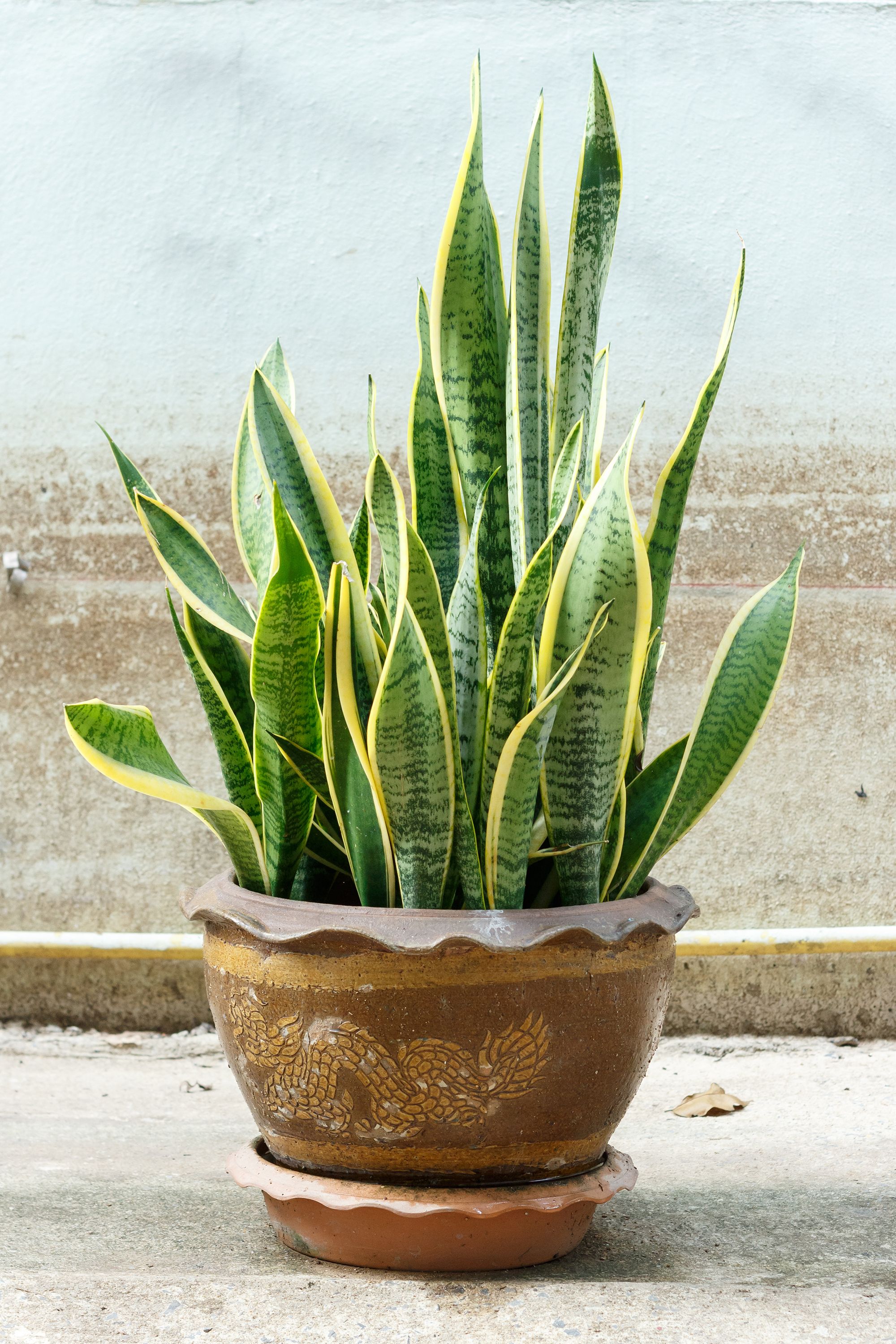 4 Greenery House  Plants  You Need to Look After 