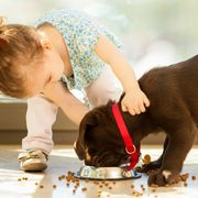little girl and labrador retriever puppy