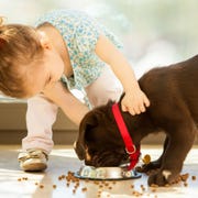 Little Girl and Labrador Retriever Puppy little girl and labrador retriever puppy