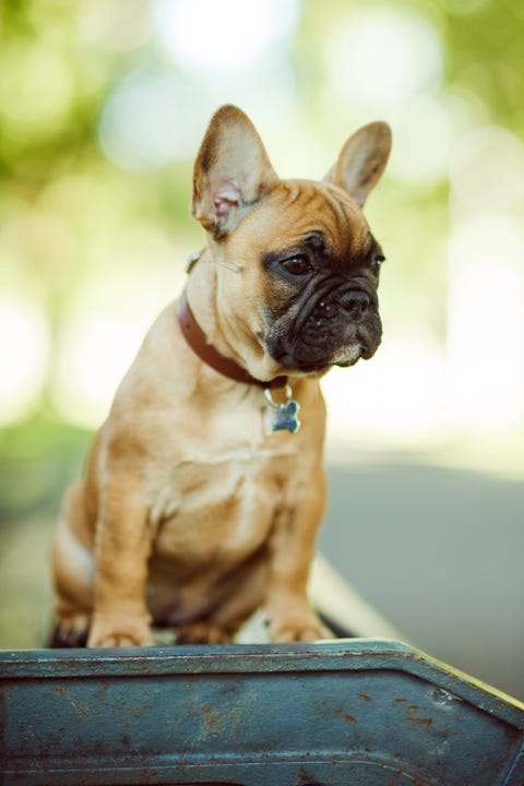 french bulldog