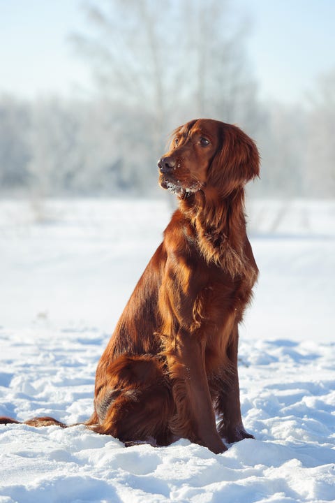 irish setter