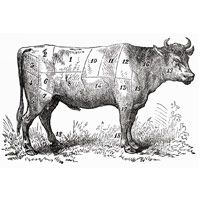 beef cow