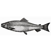 tuna-melt-turnovers-985