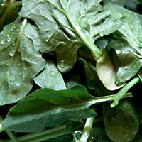 warm-cabbage-salad-2732