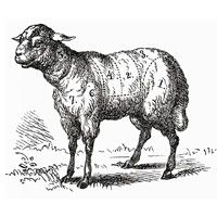 rosemary-lamb-rice-2326