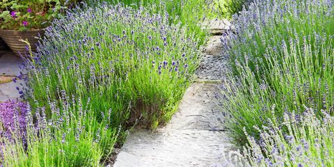 Grass, Plant, Shrub, Garden, Plant community, Lavender, Groundcover, Flowering plant, Purple, Subshrub, 