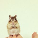 Animal Instagram Accounts You Have to Follow - Cute Animal Photos