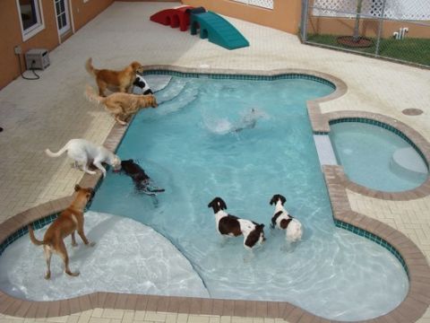 Image result for BIZARRE SHAPED SWIMMING POOLS