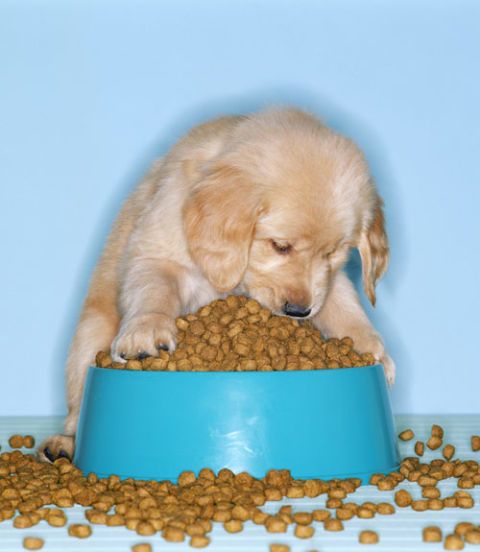 dog food overflowing