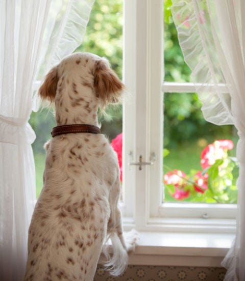 dog at the window