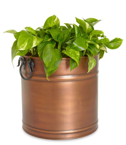imax tauba copper planter