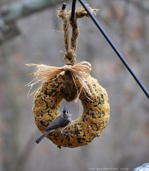 How To Make A Bird Feeder Homemade Bird Feeders