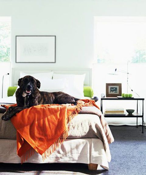 Training Your Dog To Stay Off Your Bed Dog Training Dog Behavior