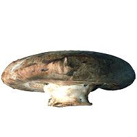 braised-chicken-mushrooms-1042-200