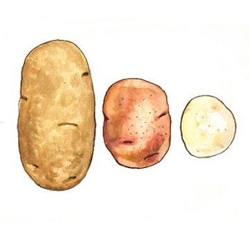 illustration potatoes