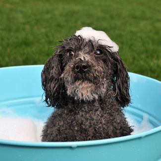 easy dog bath