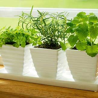 Grow A Winter Herb Garden Easy Indoor Garden