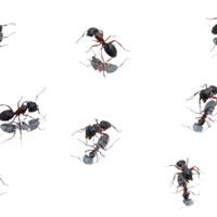 How To Get Rid Of Ants Heloise Hints