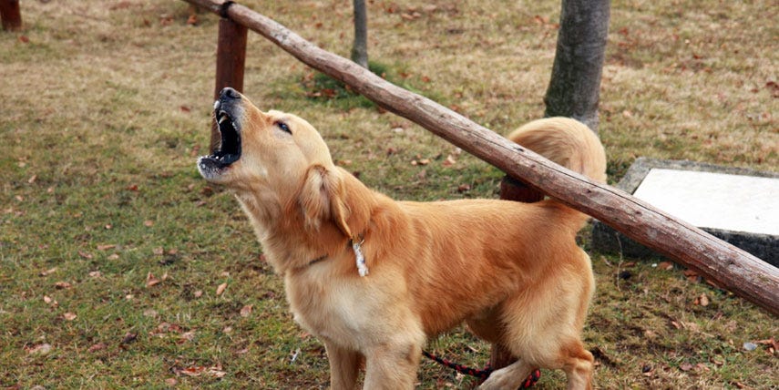 barking dog