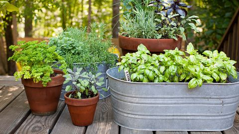 potted herb garden