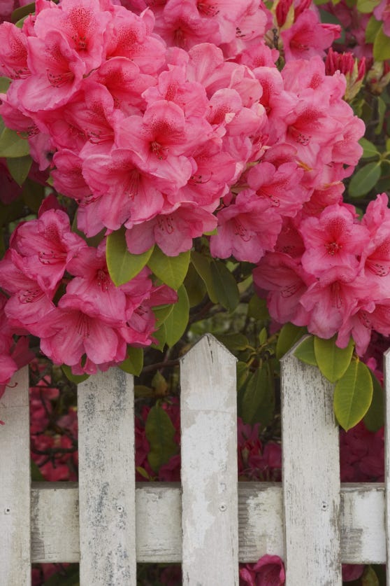 Rhododendrons