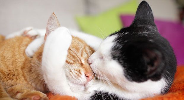 Study Shows Pets Can Love The Effects Of Oxytocin In Animals And Humans