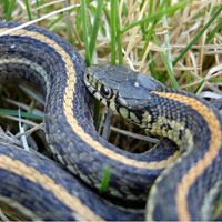How To Keep Garter Snakes Out Of Your Yard