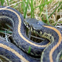 How to Keep Garter Snakes Out of Your Yard